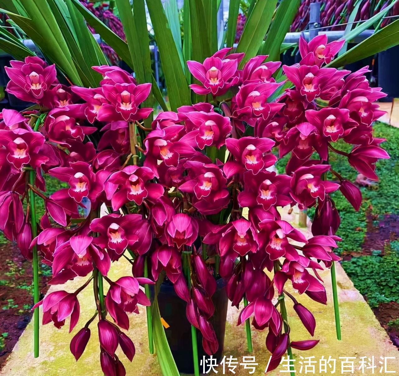 花色艳丽，香味浓郁，好种植爱开花，人称“兰中贵妃”，值得收藏