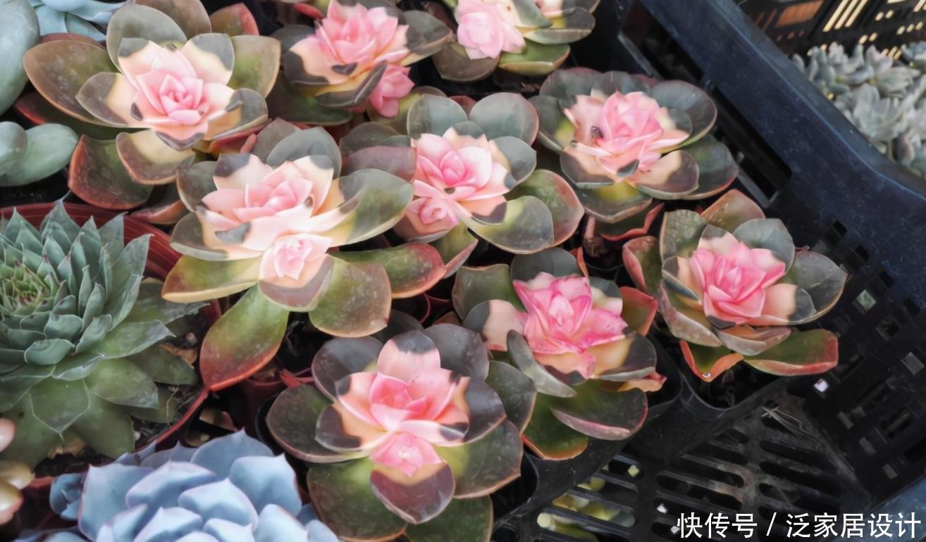 这些多肉新手买一盆死一盆,已被肉友拉进“黑名单”,买了浪费钱