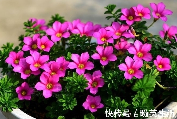 新手养护花卉，就养天气越热、开花越多的花卉，最适合新手！