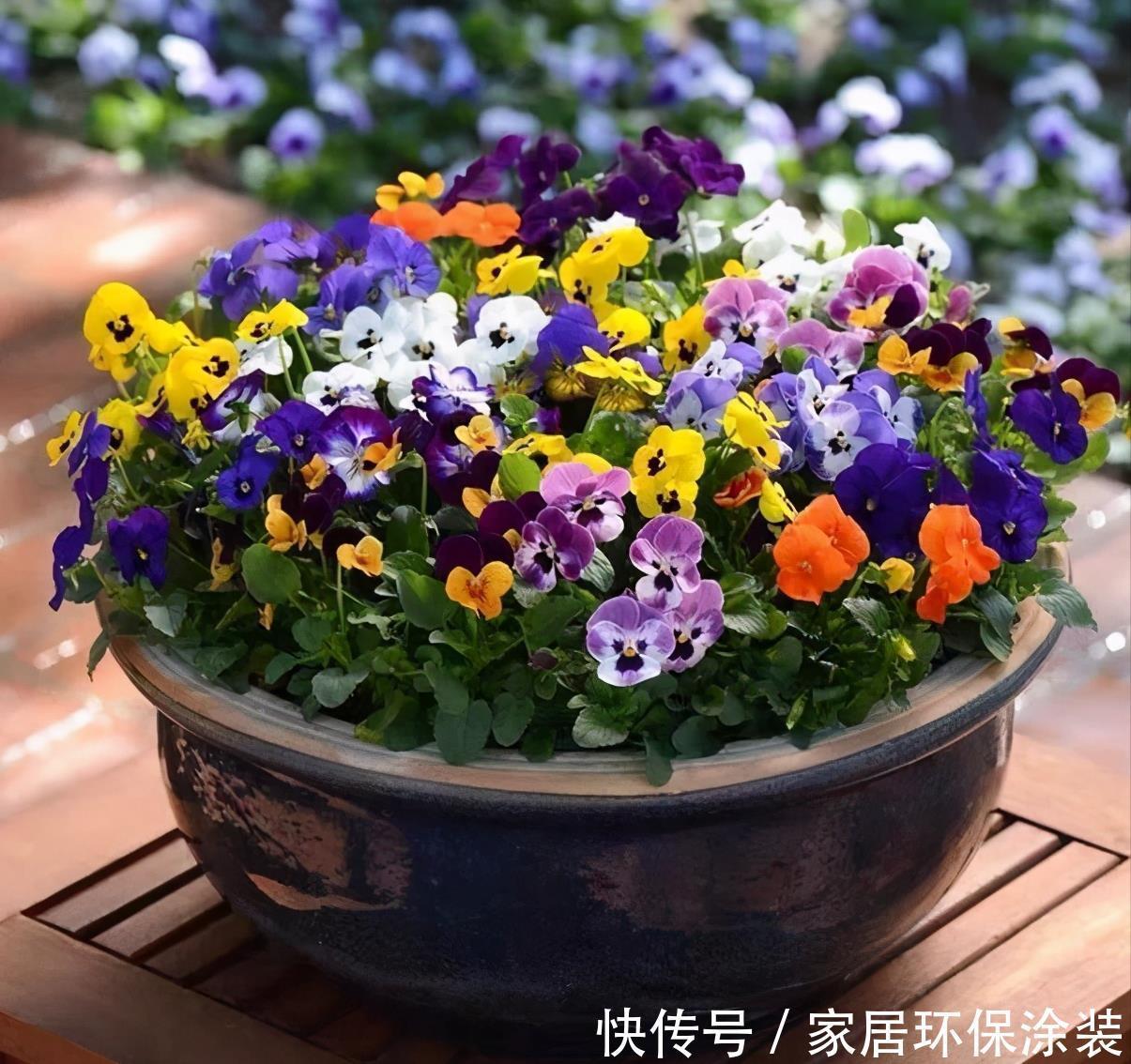 6种“冷艳”花,就爱寒冬开,越冷越娇艳,雍容又华丽