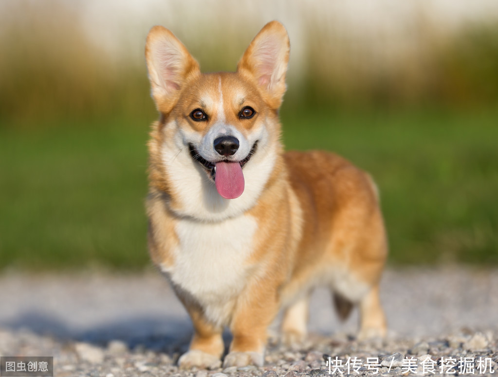 养柯基犬之前 一定要先了解它的6个特性 别怪我没提醒你 天合乐学帮助家长发现孩子的更多可能