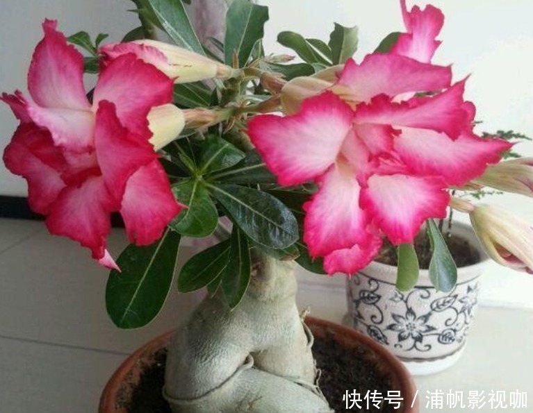 浇水|早上、中午、晚上浇花“区别大”难怪总是养不好花,要这样浇!