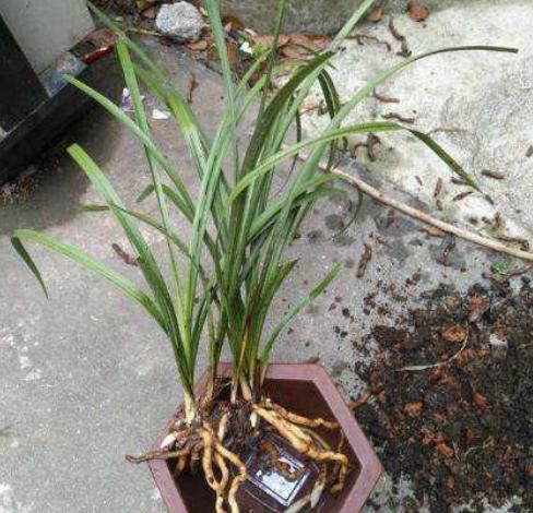 兰花换盆真的不分时候?不要太盲目了,遇到这种情况,快点换盆