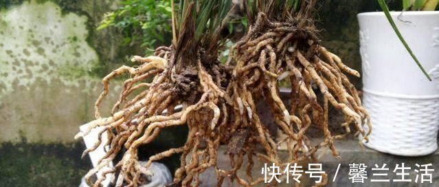 风化石|老爸用这个植料养兰,呼呼冒出大白根,又壮又多