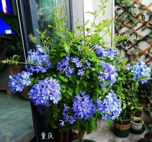 家里一定要养盆它，开完一茬接一茬，养100盆都不嫌多