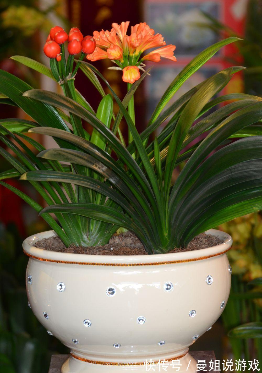 6大“富贵花”，能养几十年，花大雍容又华丽，能养成“传家宝”