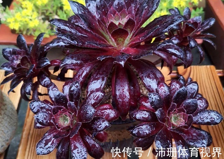 养多肉黑法师,将注意力集中在这3点,盆栽长得格外精神