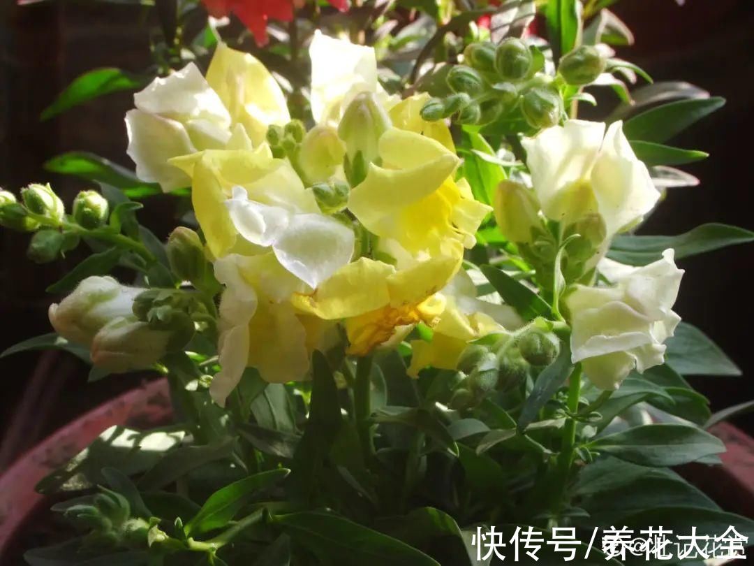 50种花春天播种,长满小院子,能开一整年