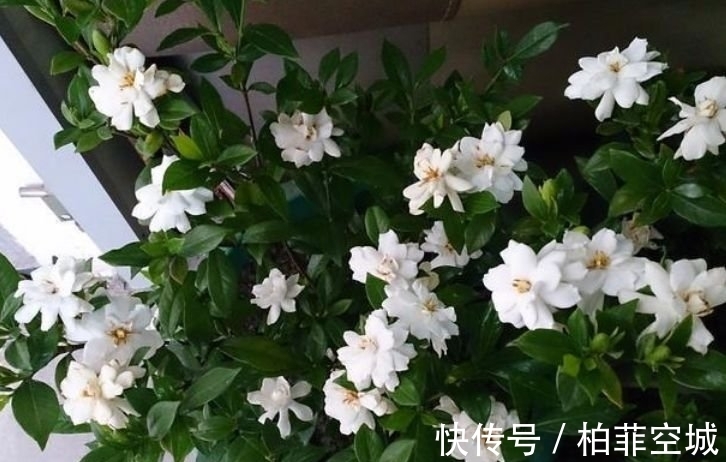 5种花养阳台，浇点水就狂开花，开成花海，邻居看了都羡慕！