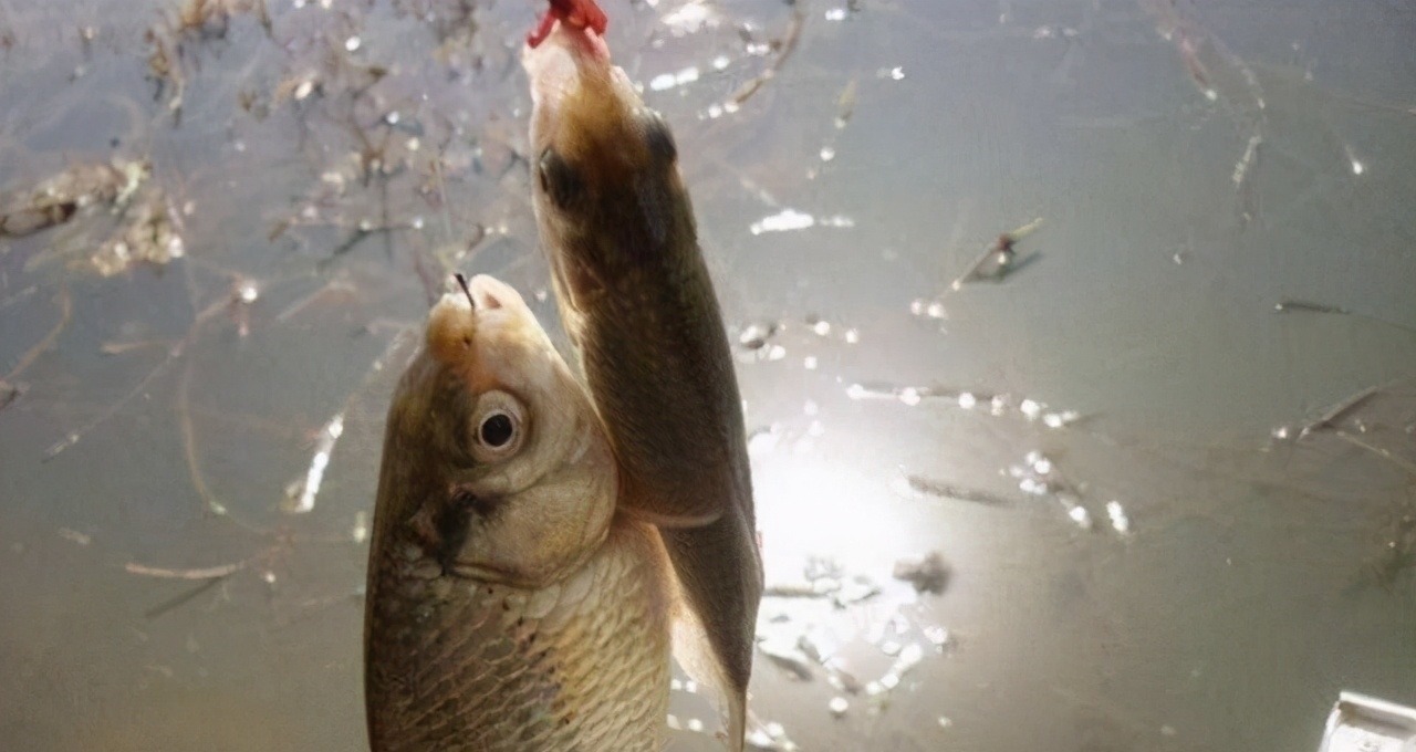 钓春鲫,判断鲫鱼是不是已经离底了,看这两个迹象就足够了