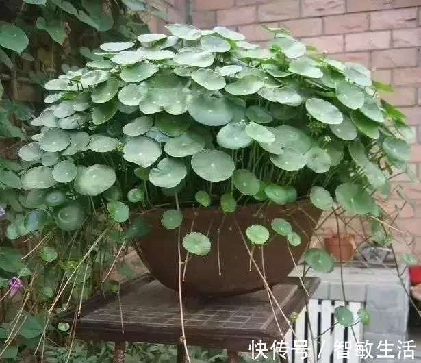 花肥|自制花肥太臭了,盆里直接扔几粒“它”,绿萝吊兰能长疯