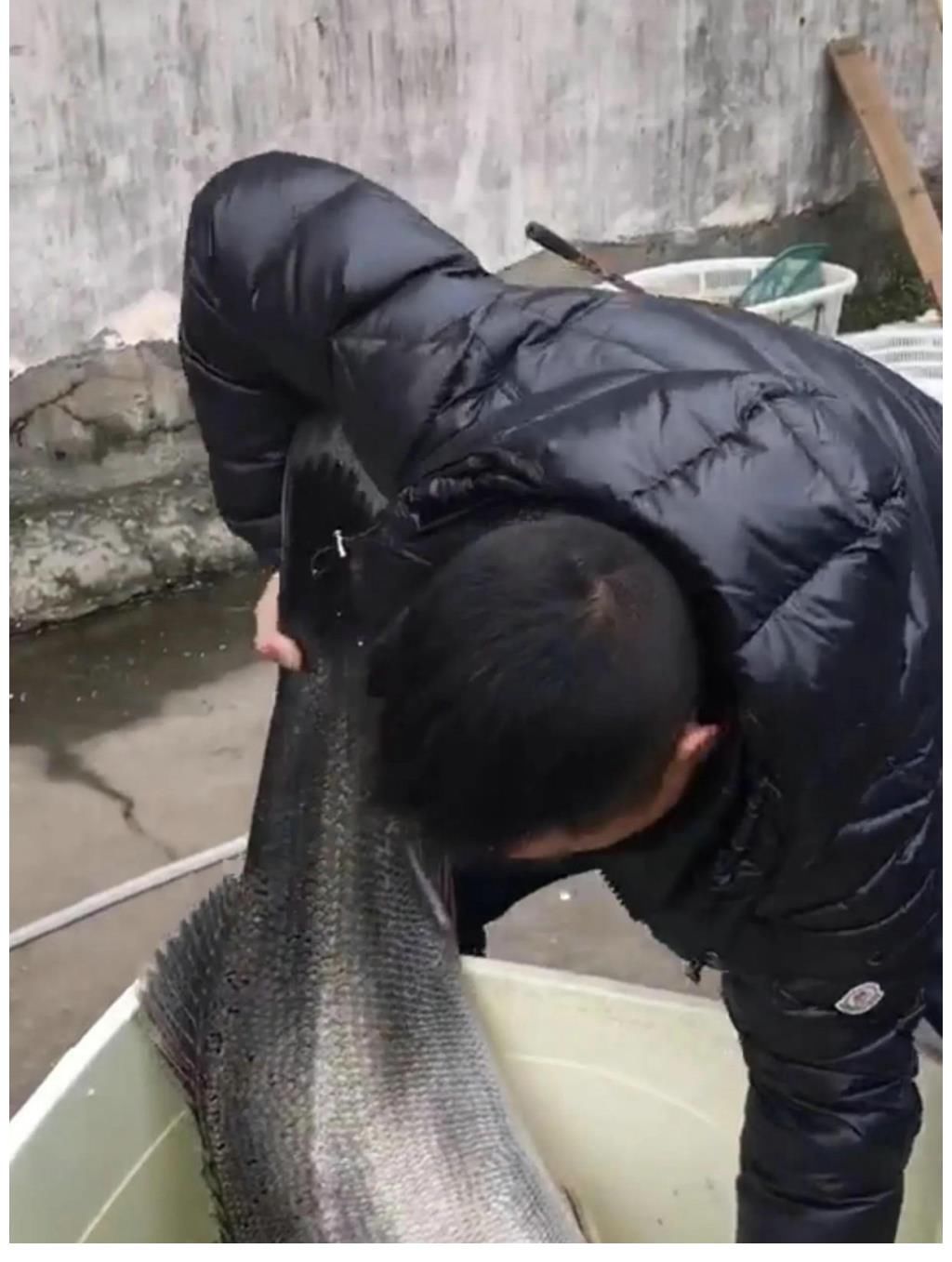 30斤!钱塘江“鲈鱼王”被人钓起,卖出2000元,网友:渡了多少劫