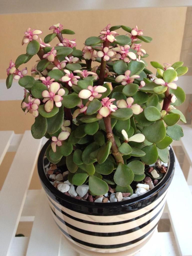 盆栽|金枝玉叶总是养不活,那是你方法不对,这6种方法一定要学会