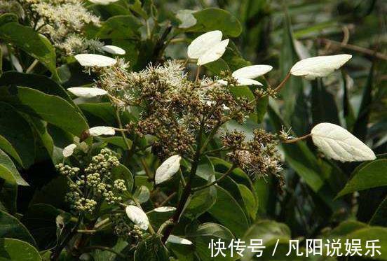 骨络|农村这种野草,是“百骨圣手”,舒经络,治风湿,你见过吗