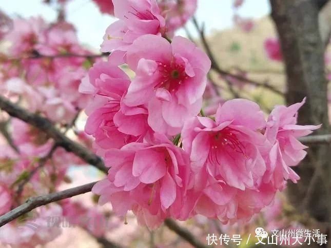 不用去日本!文山这里樱花烂漫!