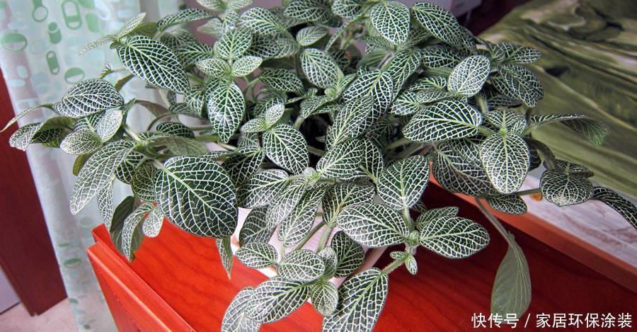 禁忌|鸡蛋壳的使用禁忌,养花要注意,看情况分别对待