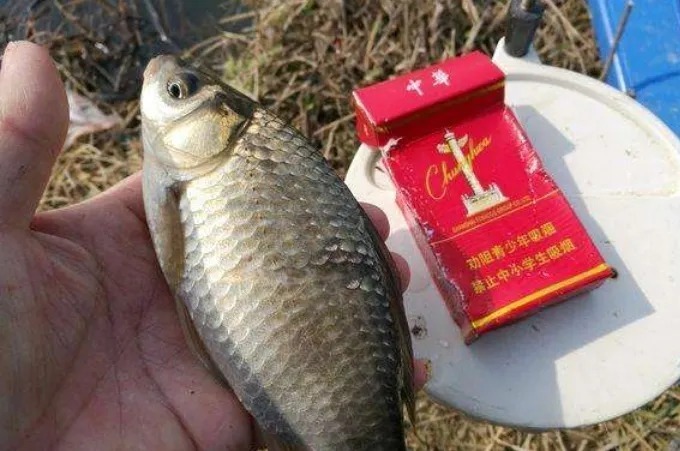 天一冷,我只要有这饵料用法,明人不说暗话,隔三差五就想钓