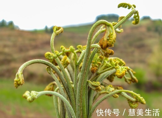 小根|65种野菜图片,带你认识不同的野菜和吃法,你想要的野菜这里都有