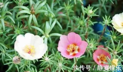 植物|几种花怎么晒都没事儿!超好养,赶紧入手一盆!