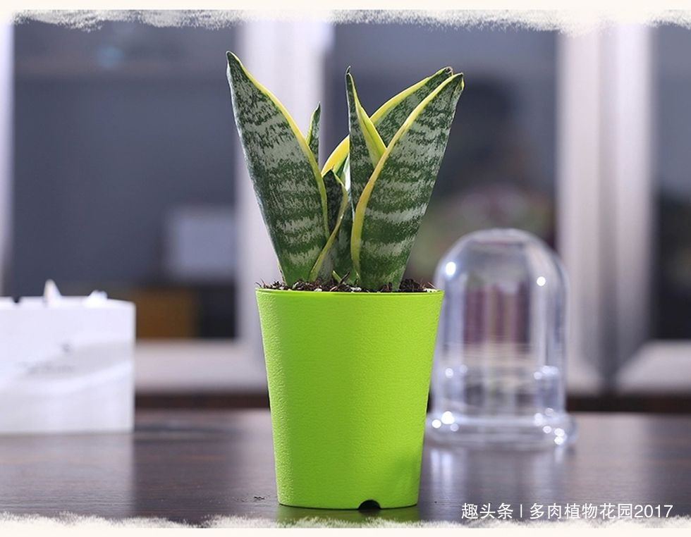 长势|花土底部加上两样东西,虎皮兰长得欢