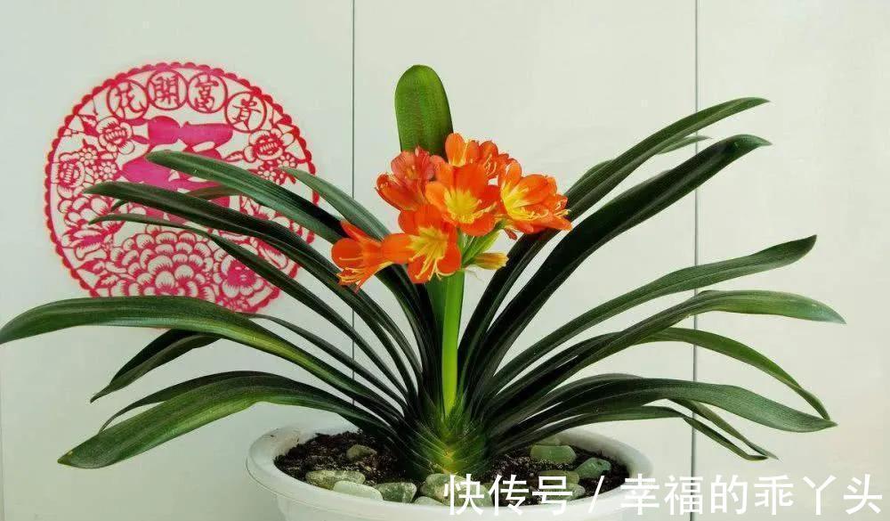 君子兰难养，原因是什么，怎么解决