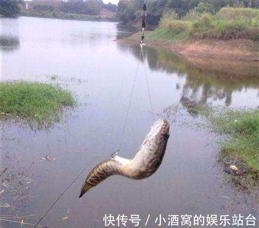 钓这几种鱼不谈什么钓技,只要水里有鱼,一般人都会钓