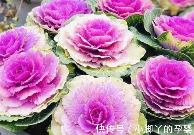 哇塞,6种不怕的漂亮花,天越冷越开花,花大色艳