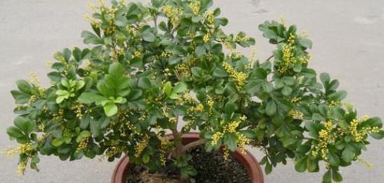 发财树|君子兰、发财树,夏天这么浇水,等着收尸吧