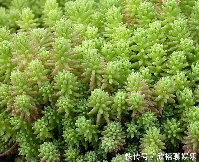 养花就养4种花,家里养一盆,开花爆盆很简单,满树都是花朵