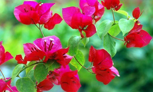 生命力超顽强的几种花卉,不用管就能爆盆,开花如仙境