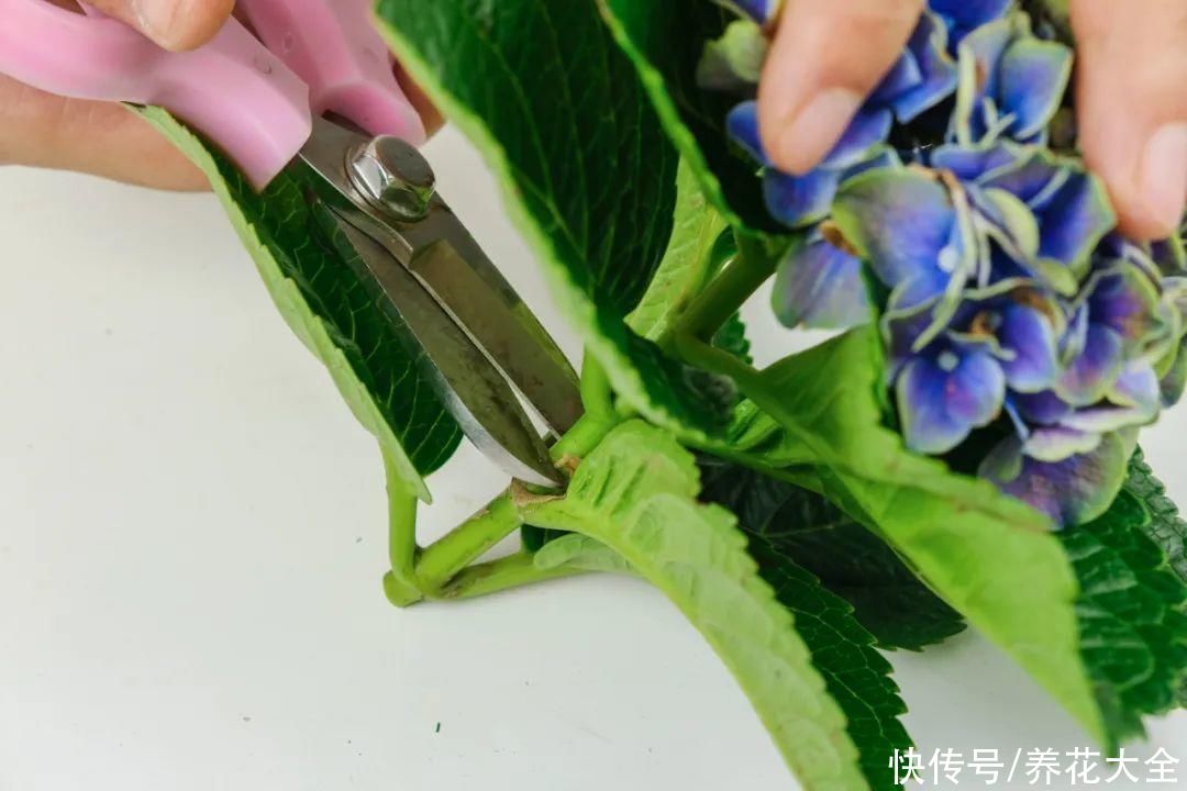 11种常见花，现在扦插，成活率特高