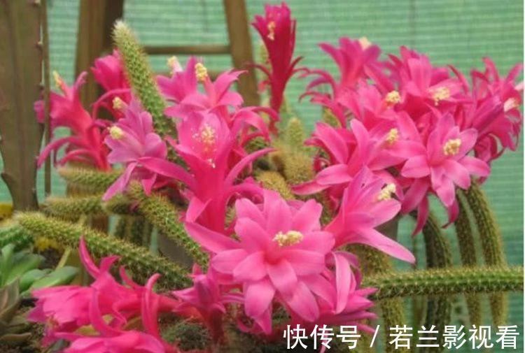 几种花卉好养易活,花期长达300天,花开爆盆美如花