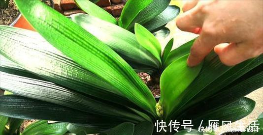 信号|夏天养君子兰,发出“三信号”还在生长期,补充水肥绽放层叠群花