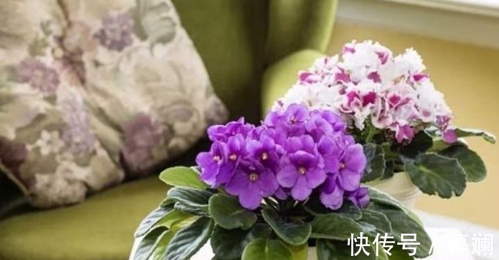 养花就养这几款,全年开花不停,鲜艳夺目,花朵美艳迷人