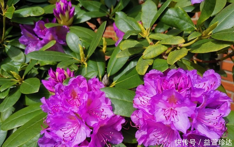 养花浇水,这4个错别犯,否则养啥花都黄叶、烂根,学会一生受用