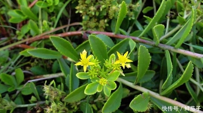 这种能抗肿瘤的野菜,随割随长,亩收达6万,成农民的“摇钱树”