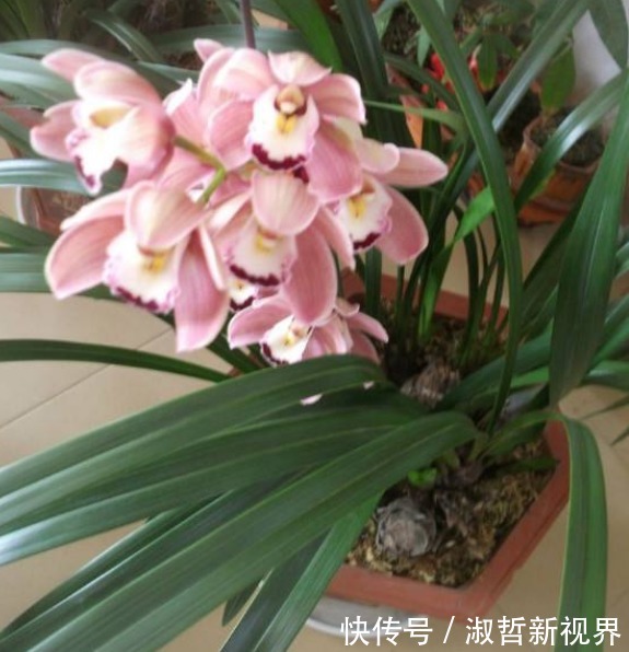 养护|大花蕙兰贵且难养,养花高手告诉你一招,养多少都能养旺、爆盆