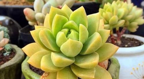 多肉,为什么自己养了一段时间就“变瘦”?原因全在这里