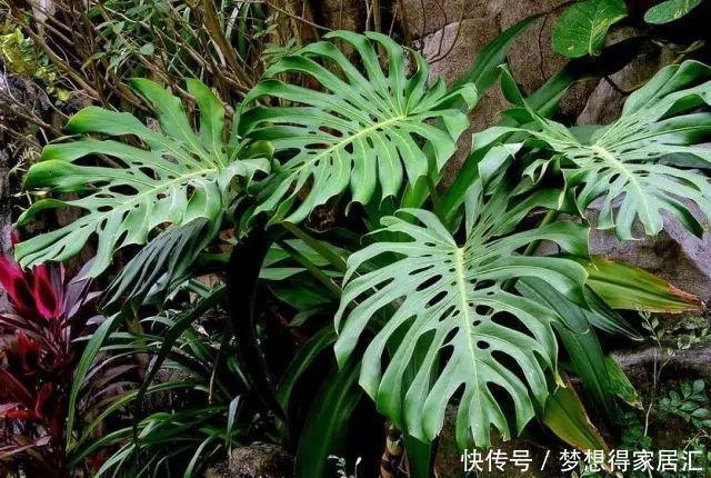 深受花友喜|这五种植物吸尘器,居家栽一盆,既能吸尘除污,又能净化空气