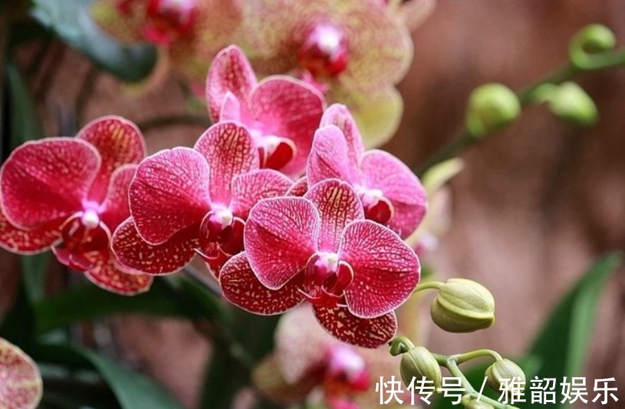 兰花|兰花叶子枯黄,根系腐烂先别仍用1招能拯救,新根新芽生长快