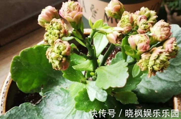 夏季长寿花要休眠,但出现这些情况,一忽视就只能收获空盆