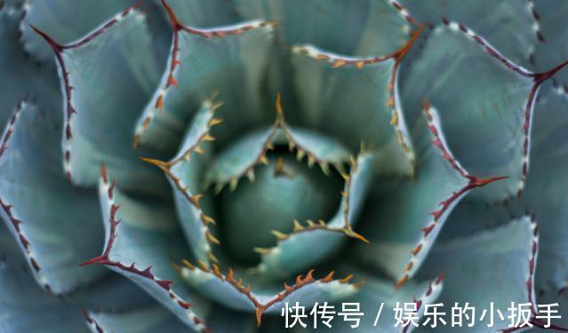 多肉过冬有“5怕”,避开了,零下五度冻不死,还能越冻越美丽