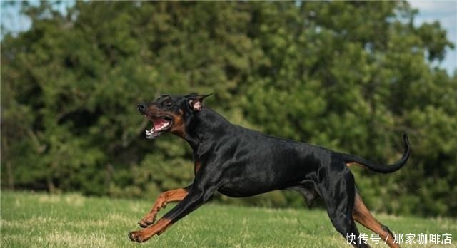 特别|5种最“败家”的狗,一般人养不起,敢养的都是“土豪”!