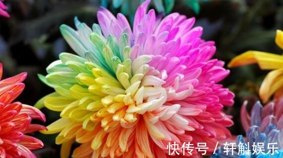 盆栽|养盆波斯菊吧!花语高洁自由,开花小巧可爱,适合盆栽