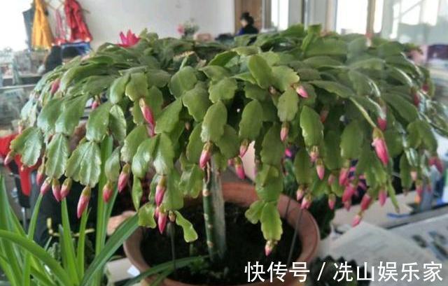 蟹爪兰嫁接后如何管理做好“3点”，叶片爆盆，花期开花也爆盆