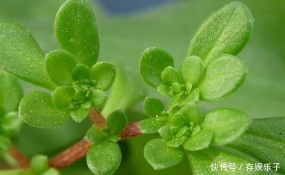 常吃|女性想要皮肤好,常吃以下食物,袪皱淡斑,排毒消脂,延缓衰老