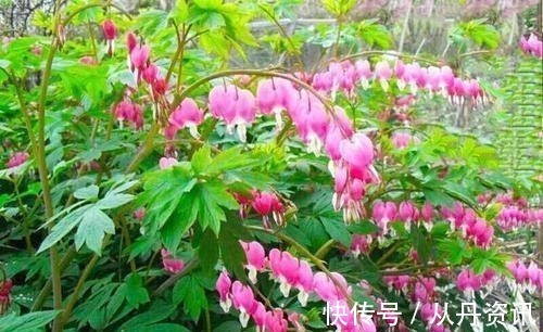 家里采光不好也能养花,这几种高颜值花,摆在阳台就能开爆