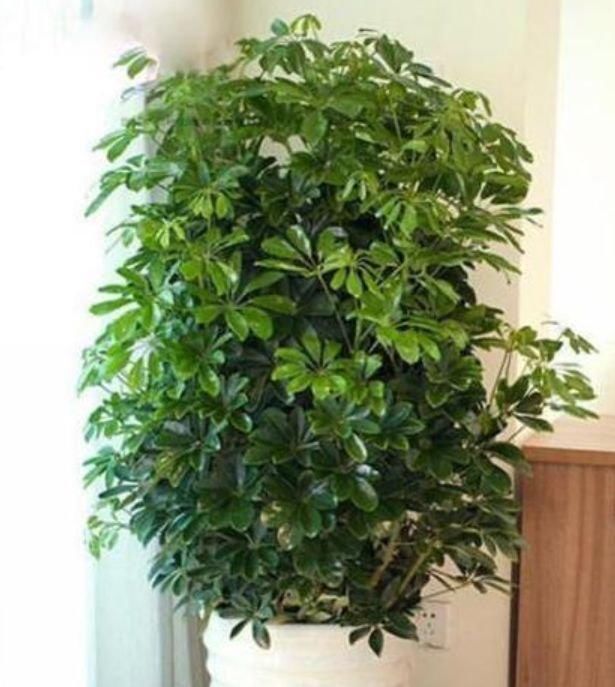 有钱人都养4种花,招财纳福带好运,净化空气,还有助于睡眠