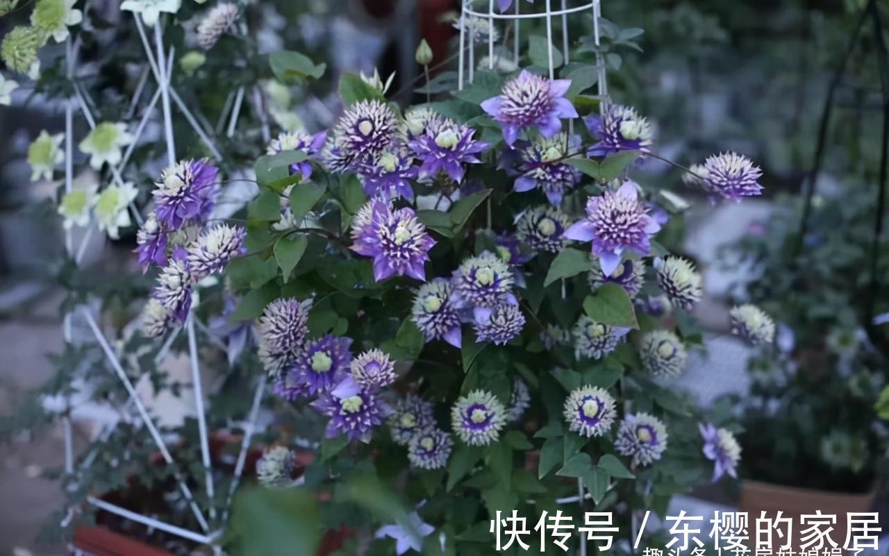 这4种花,适合在秋季进行扦插繁殖,快行动起来吧!