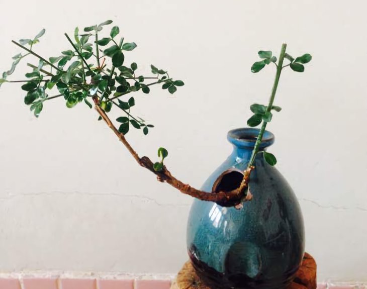 这些“花盆”真漂亮,创意十足还不花钱,“破烂”可别再扔了